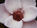 Magnolia soulangeana Verbanica IMG_5303 Magnolia pośrednia Verbanica
